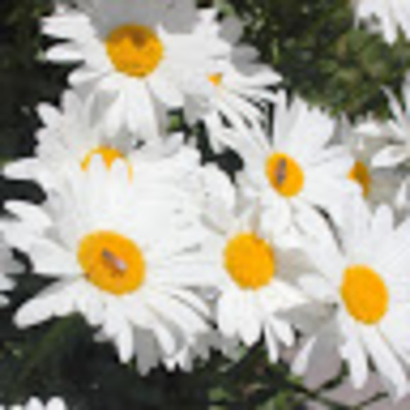 Meet your Posher, Leila - Picture 1 of 1